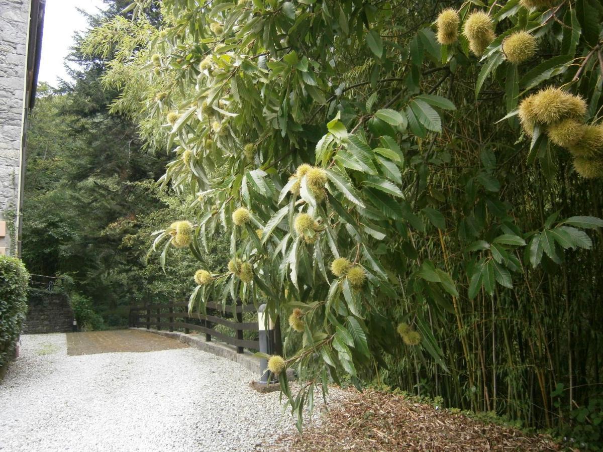 Il Bosco Di Campo Marzano Rooms & Apartments 보르조나사 외부 사진